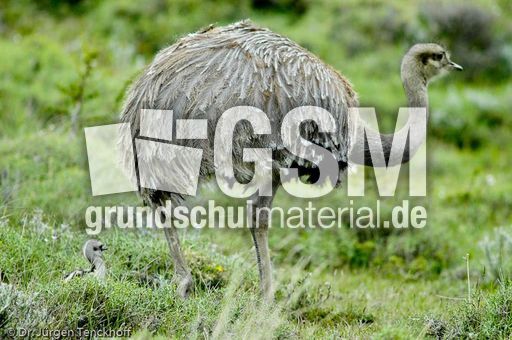 Nandu (9 von 15).jpg